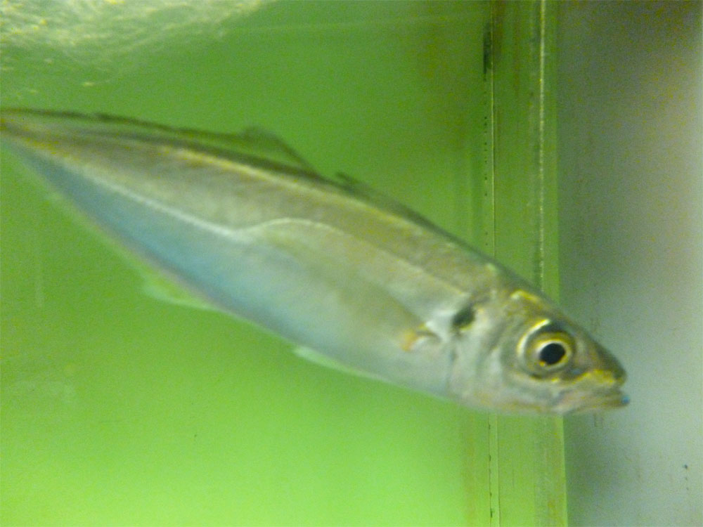 下妻 お鮨 鮨和 メニュー 活アジ刺・叩き